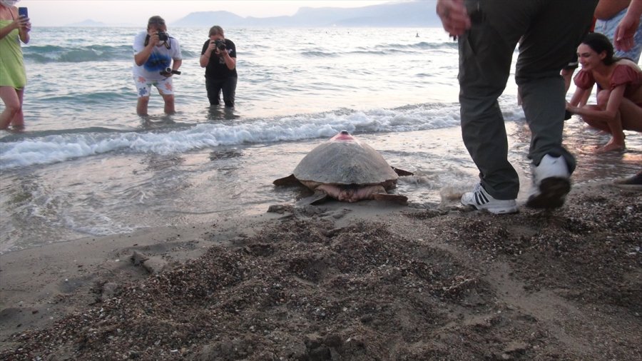 Uydu Takip Cihazı Takılan Kaplumbağalar Denize Bırakıldı