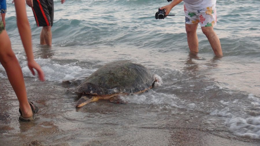 Uydu Takip Cihazı Takılan Kaplumbağalar Denize Bırakıldı