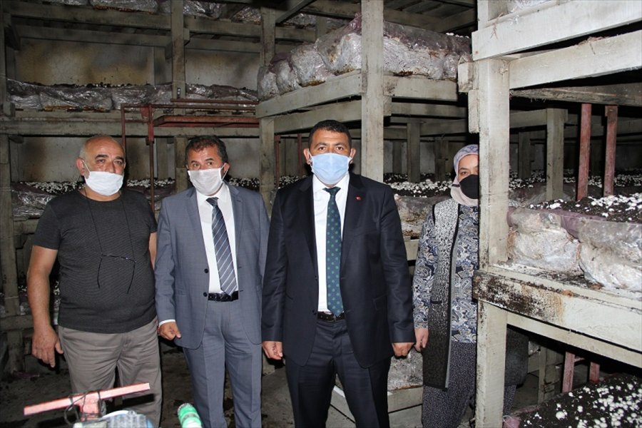 Kaymakam Vekili Muhammed Deniz Kılınç, Mantar Tesislerini İnceledi