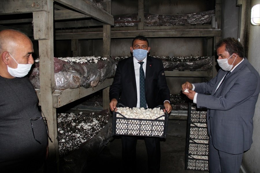 Kaymakam Vekili Muhammed Deniz Kılınç, Mantar Tesislerini İnceledi