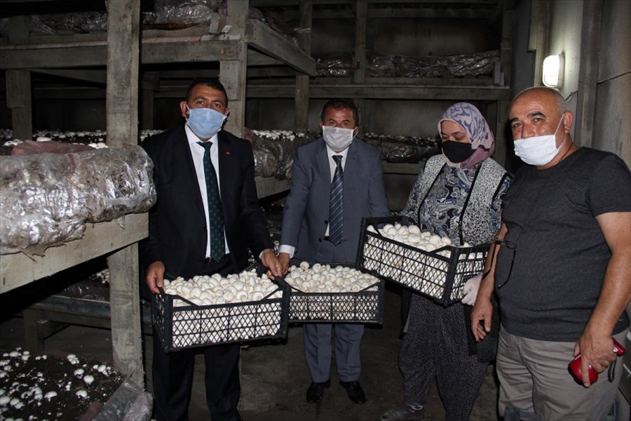 Kaymakam Vekili Muhammed Deniz Kılınç, Mantar Tesislerini İnceledi