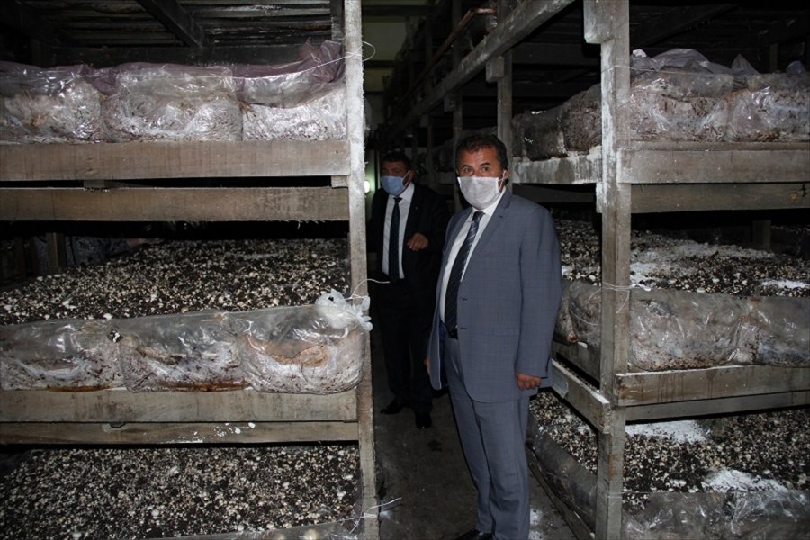 Kaymakam Vekili Muhammed Deniz Kılınç, Mantar Tesislerini İnceledi