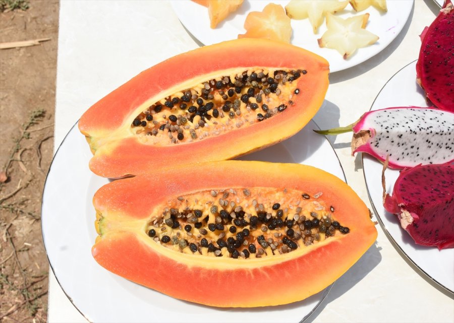 Tropikal Meyve Alanyalı Üreticinin Kazanç Kapısı Oldu