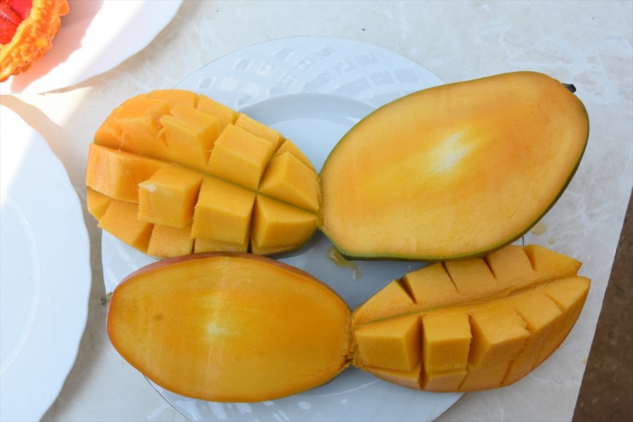 Tropikal Meyve Alanyalı Üreticinin Kazanç Kapısı Oldu