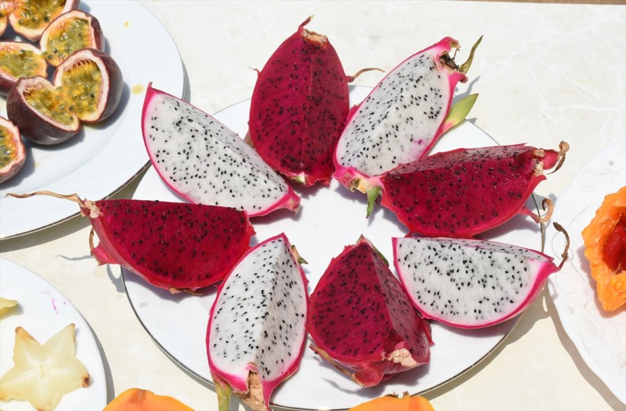 Tropikal Meyve Alanyalı Üreticinin Kazanç Kapısı Oldu