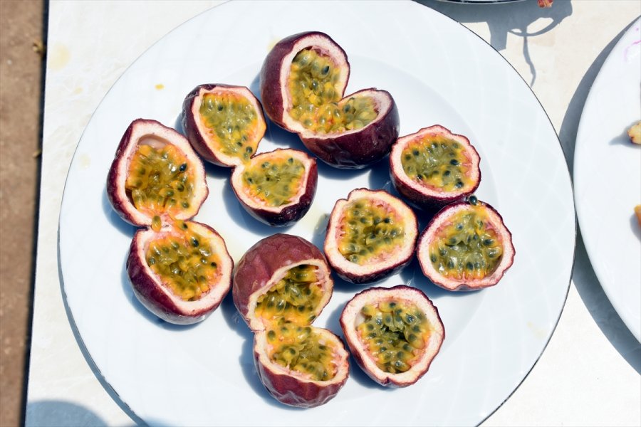 Tropikal Meyve Alanyalı Üreticinin Kazanç Kapısı Oldu