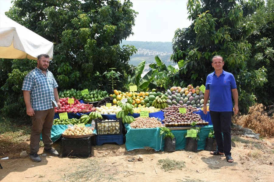 Tropikal Meyve Alanyalı Üreticinin Kazanç Kapısı Oldu