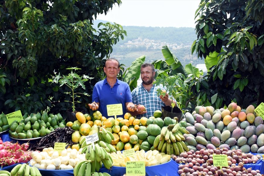 Tropikal Meyve Alanyalı Üreticinin Kazanç Kapısı Oldu