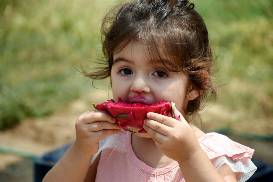 Tropikal Meyve Alanyalı Üreticinin Kazanç Kapısı Oldu