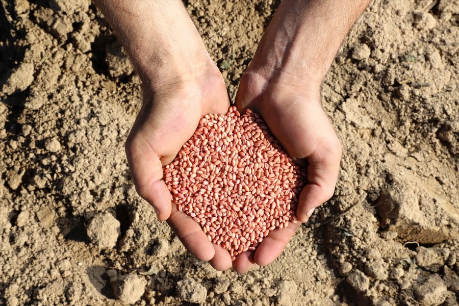 Ülker’in Bisküvilik, Yüksek Verimli Aliağa Buğdayı’nda İlk Hasat Yapıldı