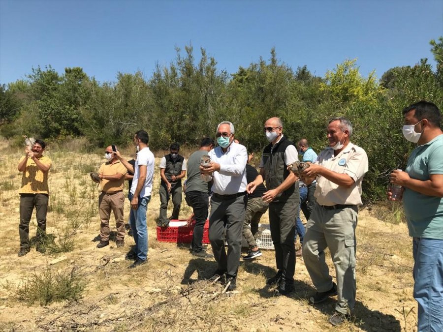 Antalya'da Yüz Kınalı Keklik Doğaya Bırakıldı