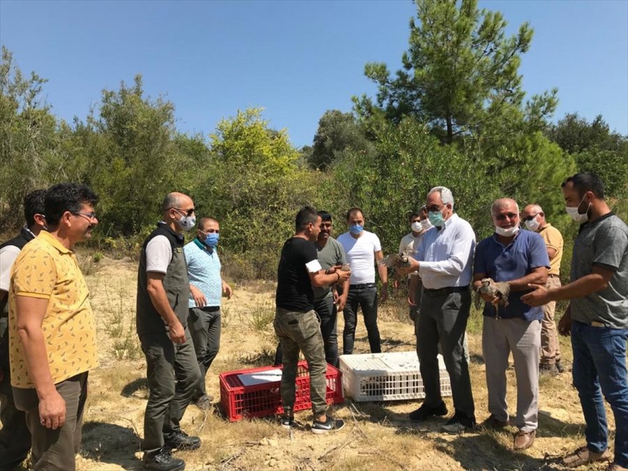 Antalya'da Yüz Kınalı Keklik Doğaya Bırakıldı