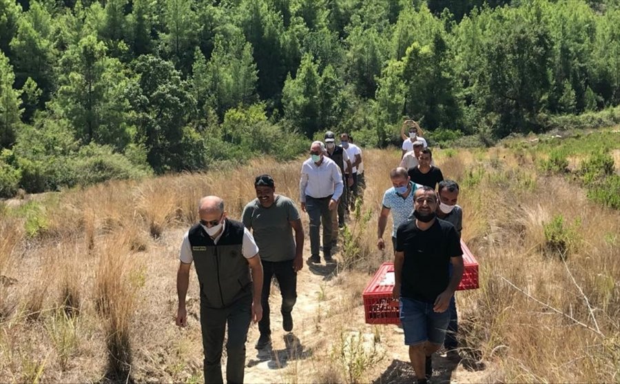 Antalya'da Yüz Kınalı Keklik Doğaya Bırakıldı