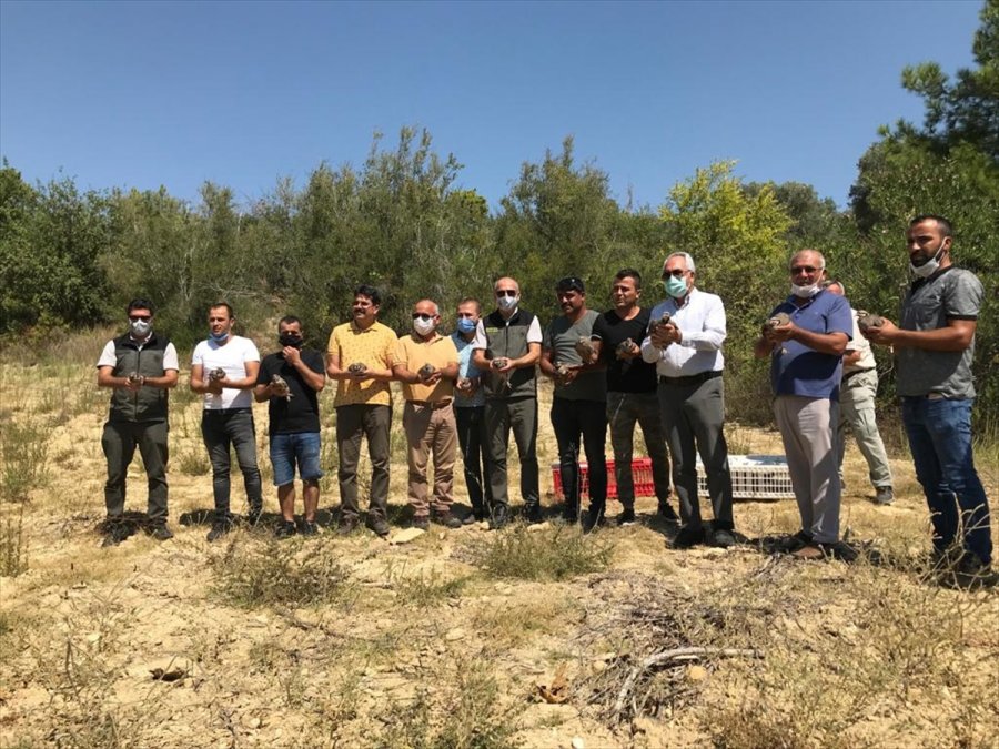 Antalya'da Yüz Kınalı Keklik Doğaya Bırakıldı