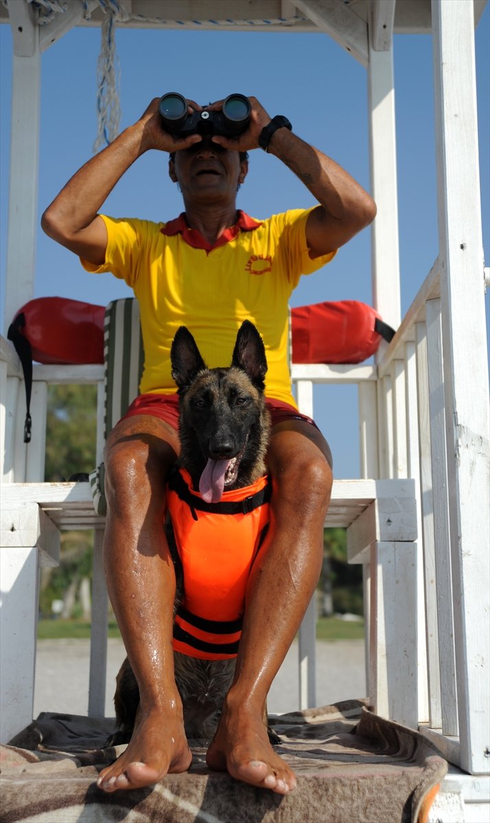 Cankurtaran Köpeği