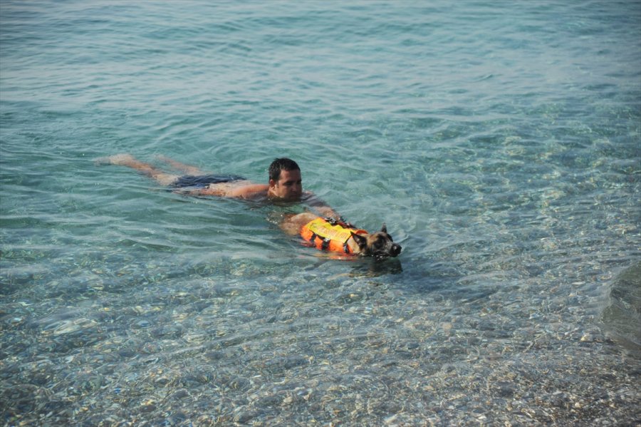 Cankurtaran Köpeği