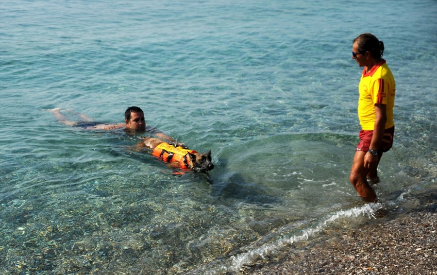 Cankurtaran Köpeği