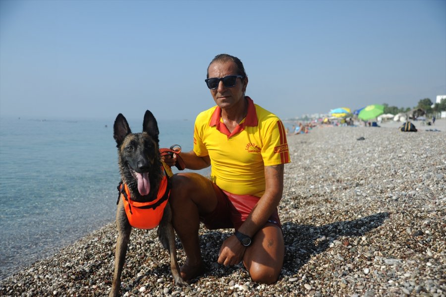 Cankurtaran Köpeği