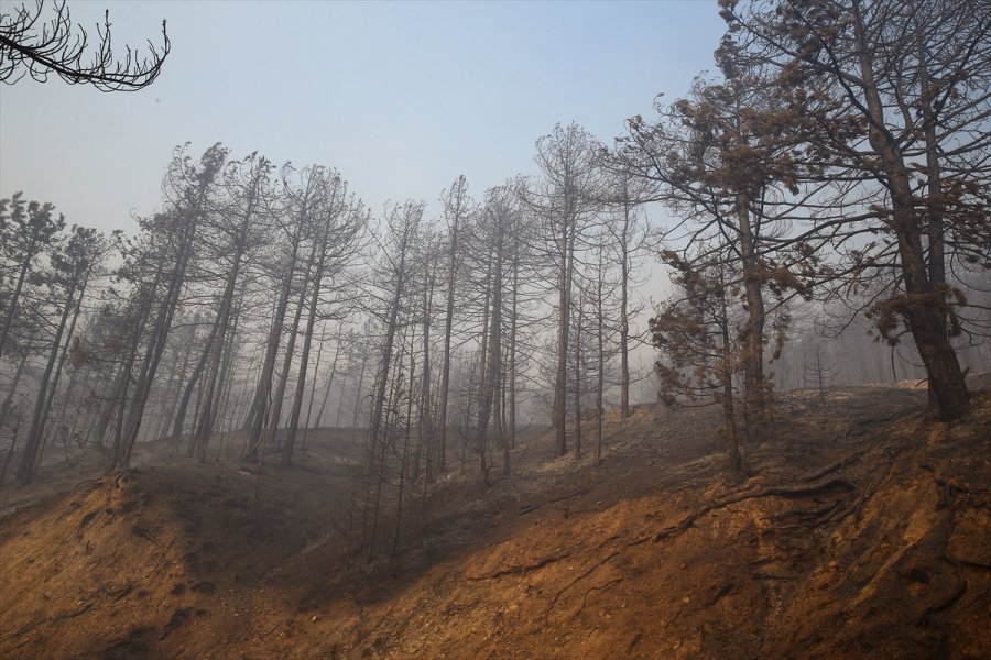 Nallıhan'da Dün Çıkan Orman Yangınını Söndürme Çalışmaları Sürüyor