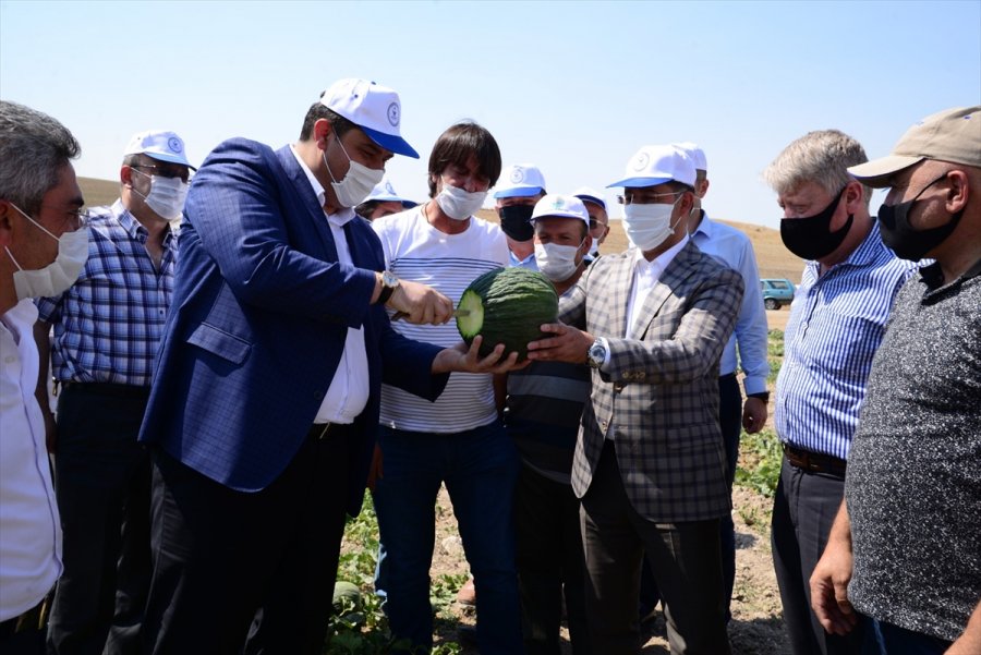 Kahramankazan’da Kavun Hasadı Başladı