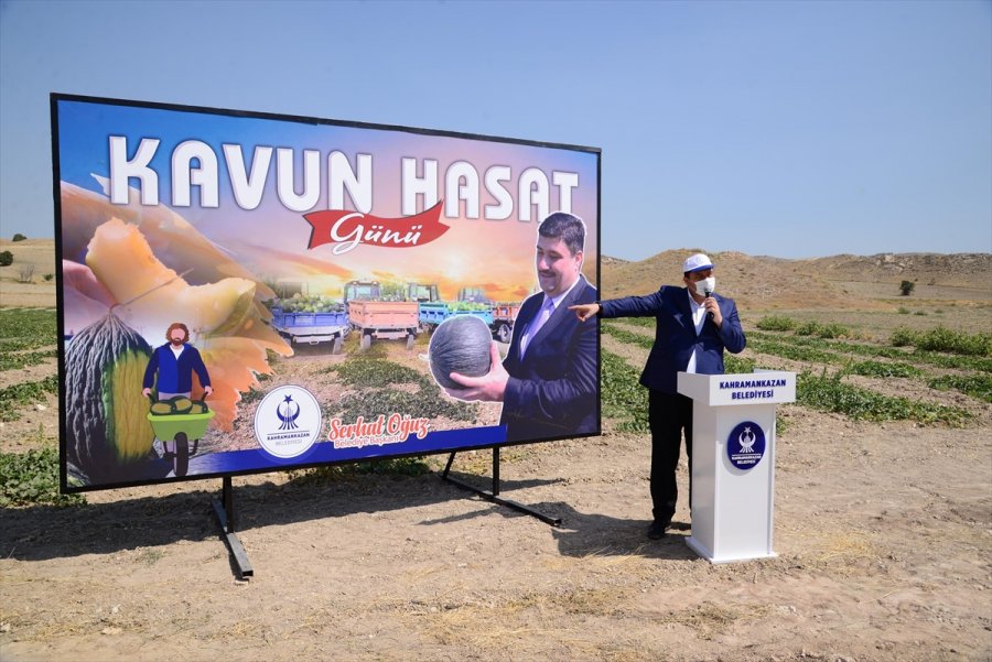 Kahramankazan’da Kavun Hasadı Başladı