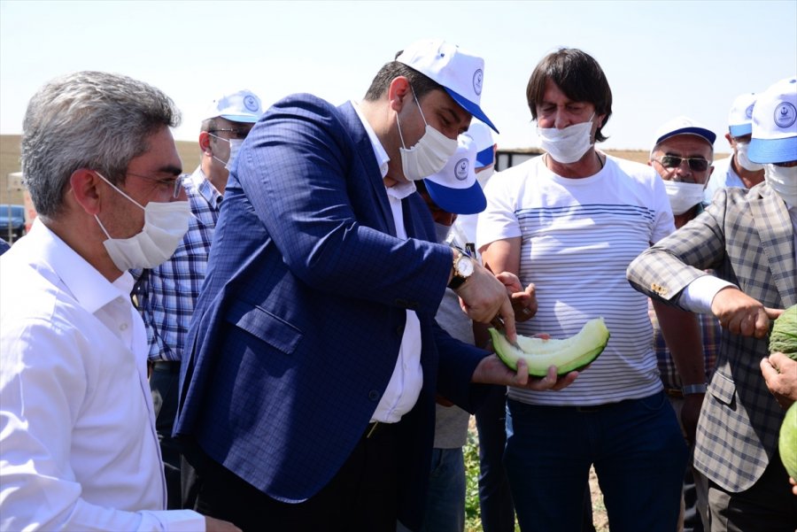 Kahramankazan’da Kavun Hasadı Başladı