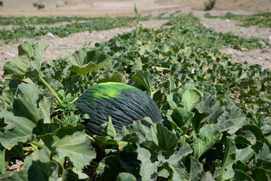 Kahramankazan’da Kavun Hasadı Başladı