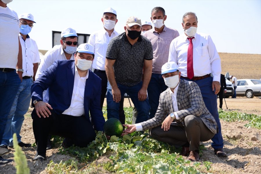 Kahramankazan’da Kavun Hasadı Başladı