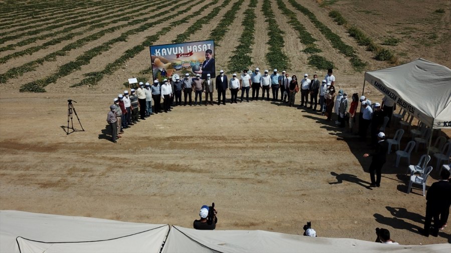 Kahramankazan’da Kavun Hasadı Başladı