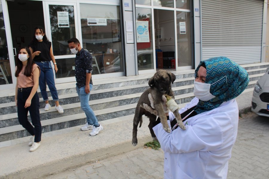 Konya'da Filyasyon Ekipleri Yaralı Yavru Köpek İçin Seferber Oldu