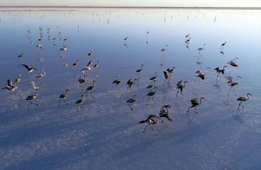Tuz Gölü'ndeki Misafir Flamingoların Göçü Başladı