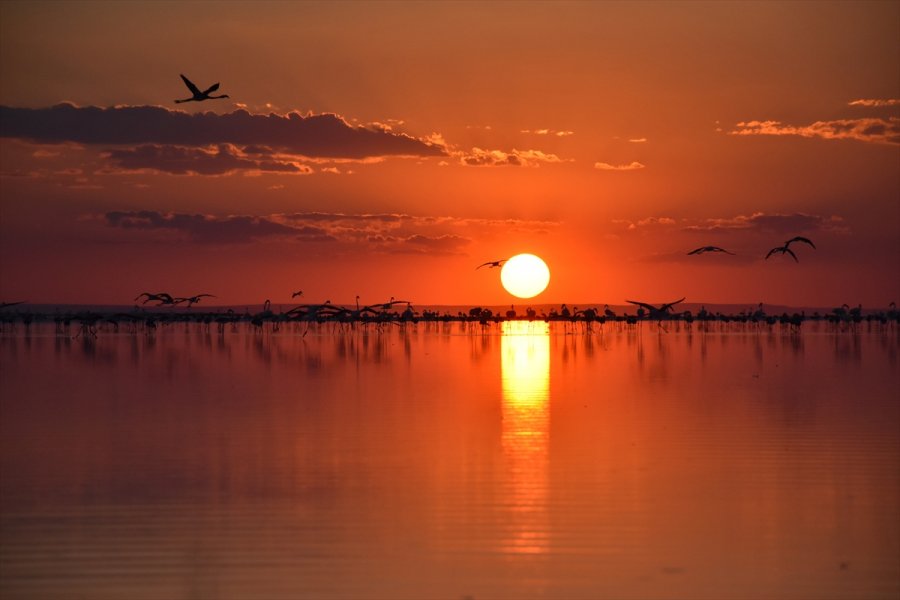 Tuz Gölü'ndeki Misafir Flamingoların Göçü Başladı