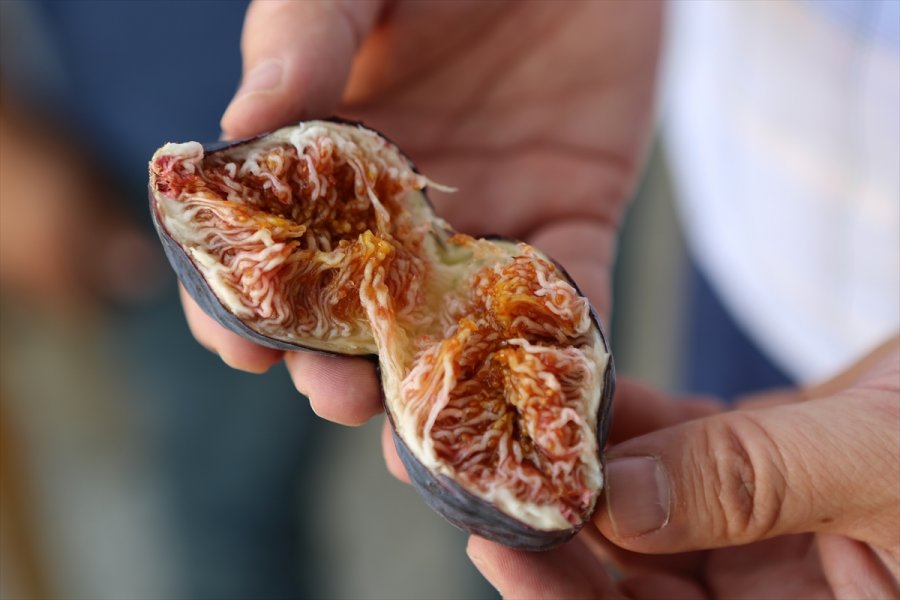 Mut'ta Beyaz İncir Hasadı Sürüyor