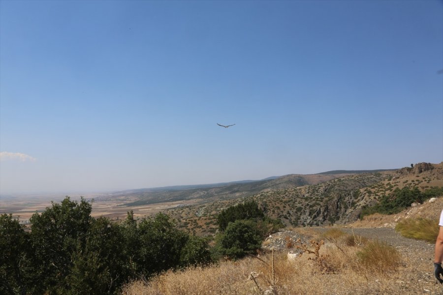 Eskişehir'de Tedavisi Tamamlanan Yılan Kartalı Doğaya Salındı