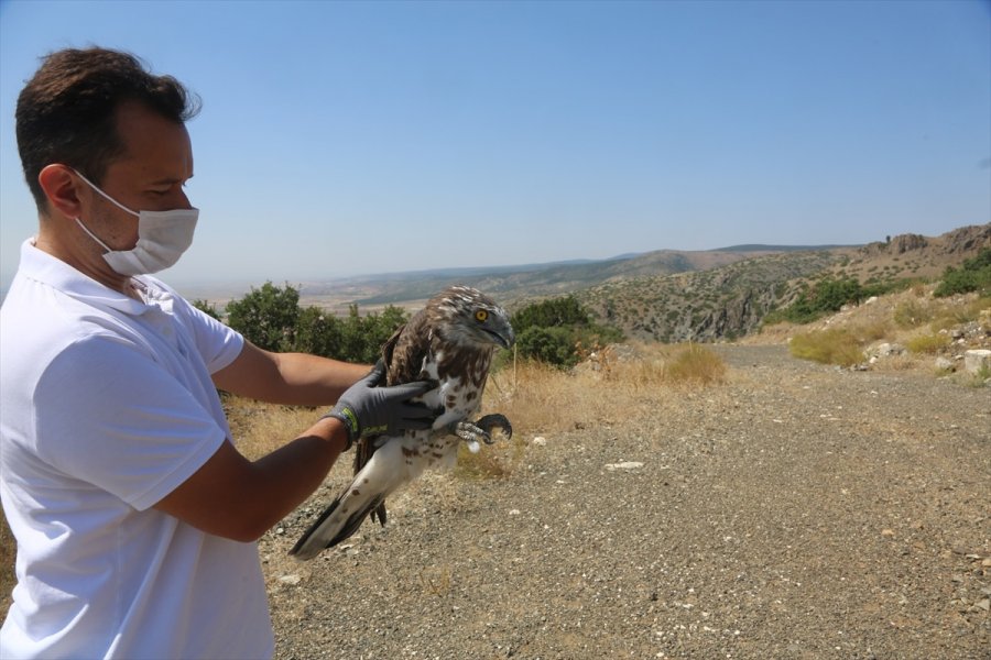 Eskişehir'de Tedavisi Tamamlanan Yılan Kartalı Doğaya Salındı