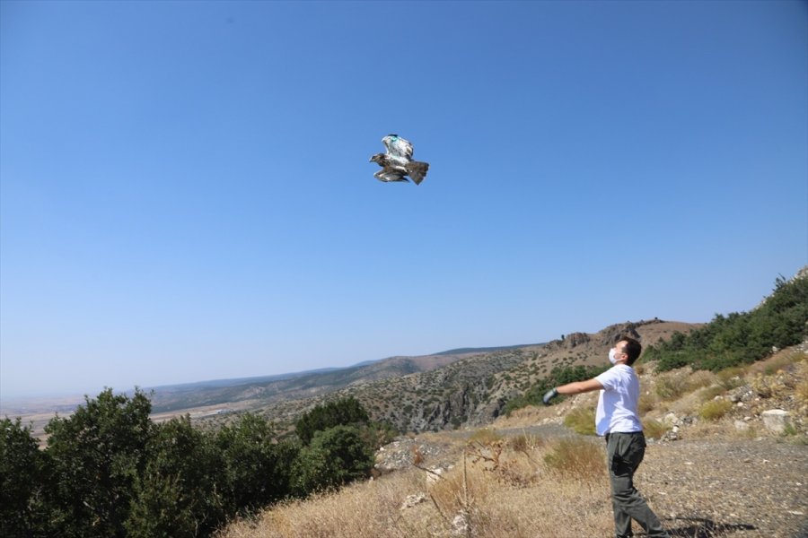 Eskişehir'de Tedavisi Tamamlanan Yılan Kartalı Doğaya Salındı