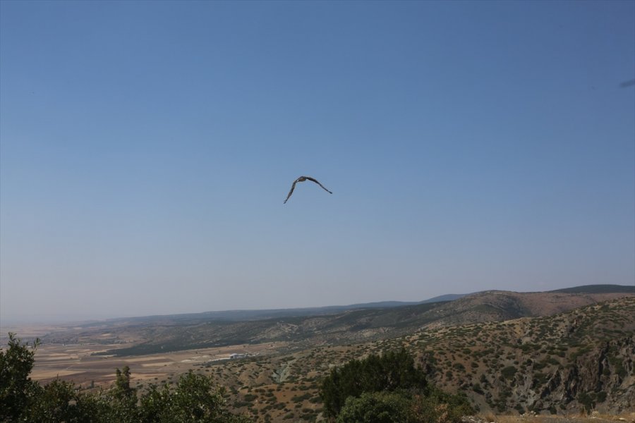 Eskişehir'de Tedavisi Tamamlanan Yılan Kartalı Doğaya Salındı