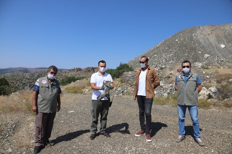 Eskişehir'de Tedavisi Tamamlanan Yılan Kartalı Doğaya Salındı