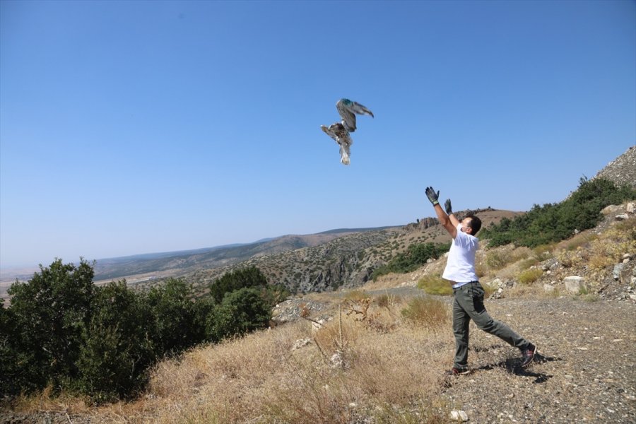 Eskişehir'de Tedavisi Tamamlanan Yılan Kartalı Doğaya Salındı