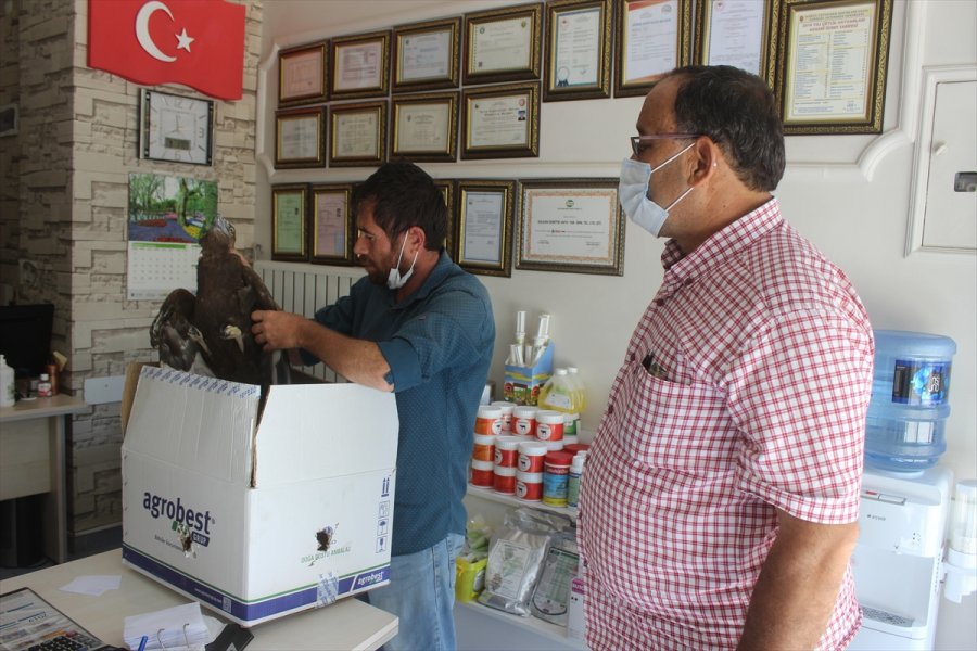 Karapınar'da Bulunan Yaralı Doğan Tedavi Altına Alındı