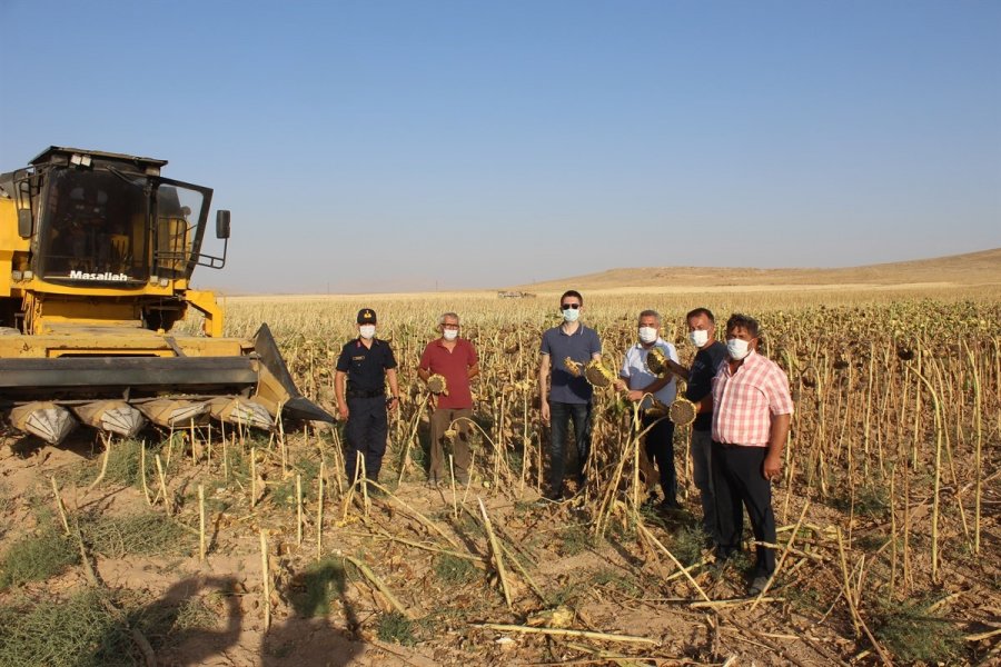 Kaymakam Çakır, Ayçiçeği Hasadına Katıldı