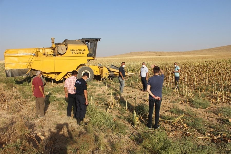 Kaymakam Çakır, Ayçiçeği Hasadına Katıldı
