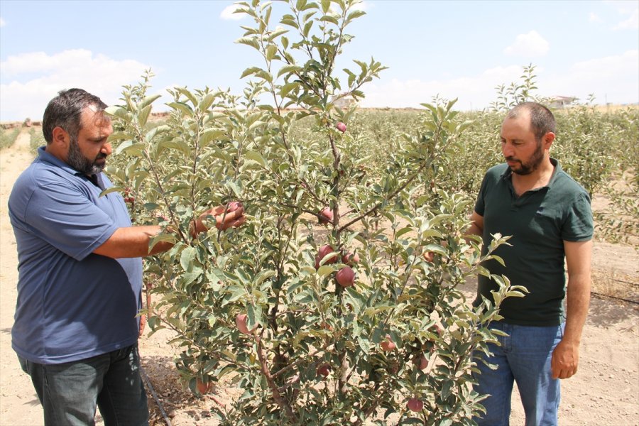 Kayserili Kardeşler Devlet Desteğiyle Elma Bahçesi Kurdu
