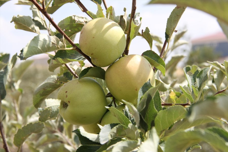 Kayserili Kardeşler Devlet Desteğiyle Elma Bahçesi Kurdu