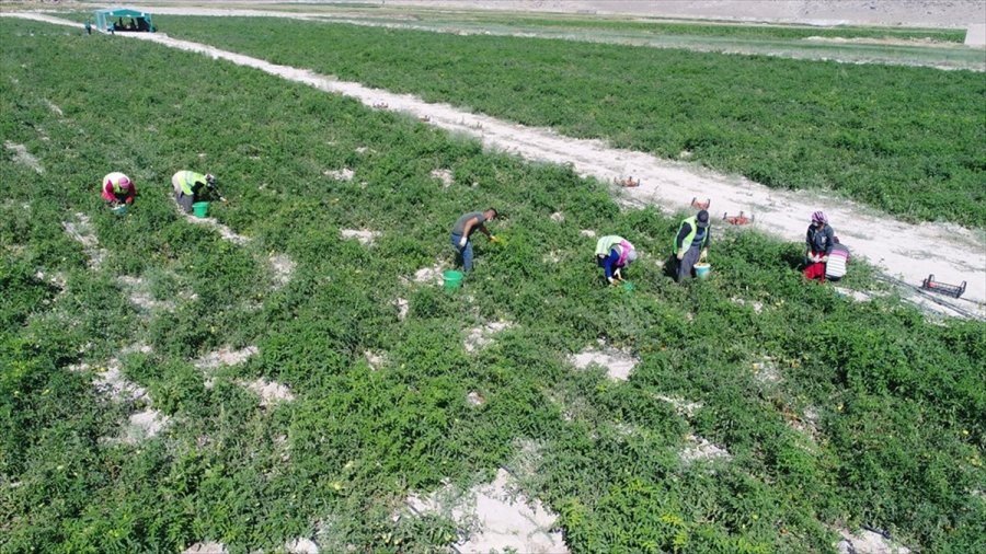 Kocasinan Belediyesi Kendi Salçasını Üretti