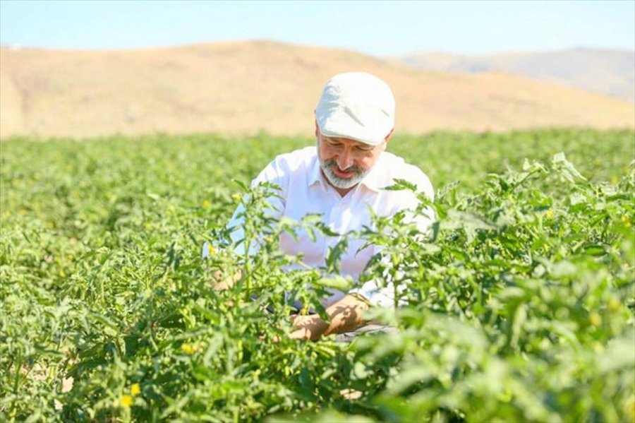 Kocasinan Belediyesi Kendi Salçasını Üretti
