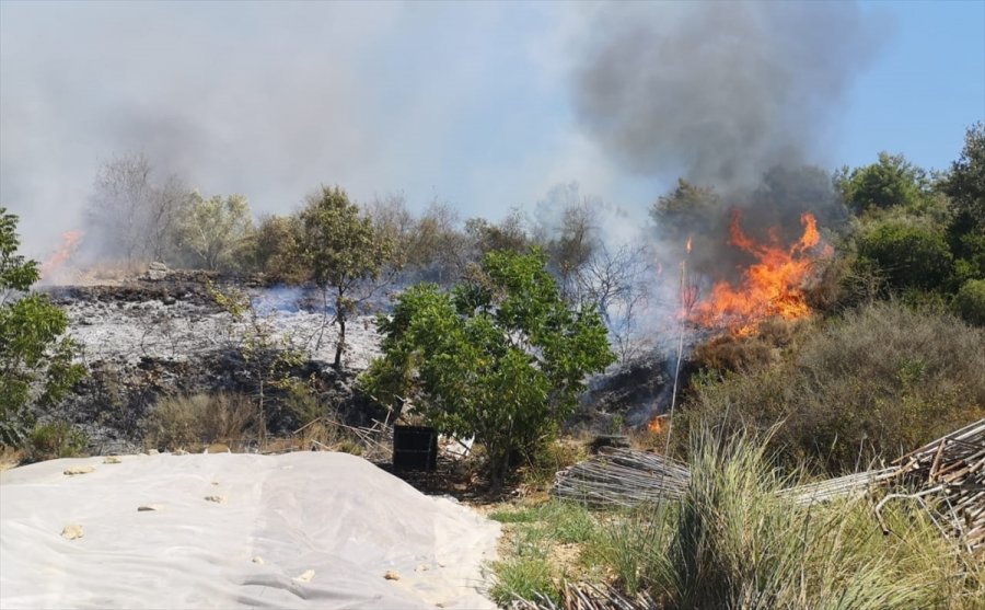 Antalya’da Tarım Arazisinde Çıkan Yangında Zeytin Ağaçları Zarar Gördü