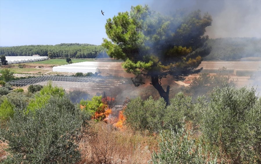Antalya’da Tarım Arazisinde Çıkan Yangında Zeytin Ağaçları Zarar Gördü