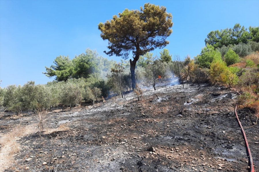 Antalya’da Tarım Arazisinde Çıkan Yangında Zeytin Ağaçları Zarar Gördü