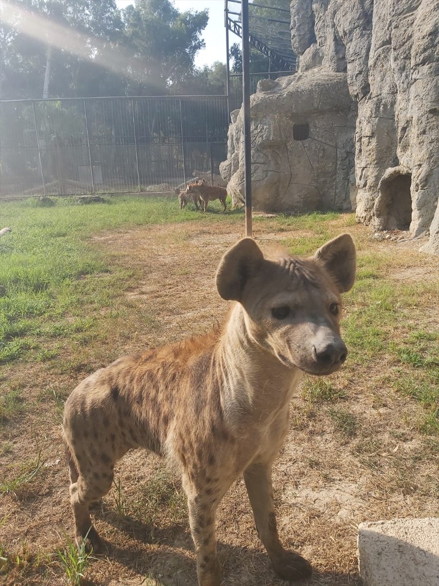 Tarsus Hayvanat Bahçesine 57 Yeni Üye